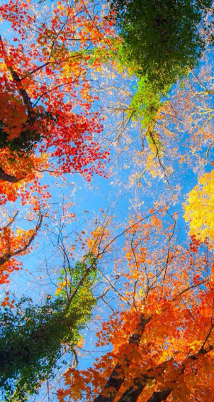 Fall Wallpaper Image By Christa Gettys On Autumn S Splendor