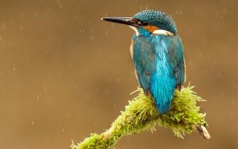 Blue Kingfisher Bird HD Wallpaper
