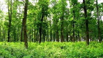 Green Forest Wallpaper Open Walls Imgstocks