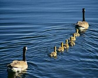 Desktop Wallpaper Gallery Animals Family Wild Geese
