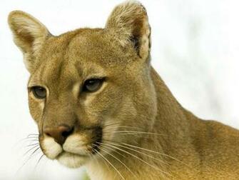 Cougar Puma HD Wallpaper Pictures Image Background