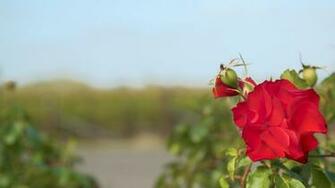 HD Grapevines In Background Shifting Focus To Red Rose Foreground