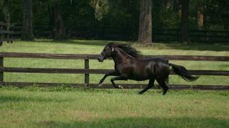 Beautiful Black Horse Wallpaper