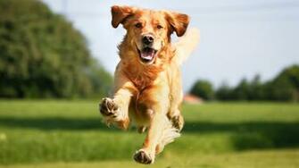 Golden Retriever Wallpaper Youbioit