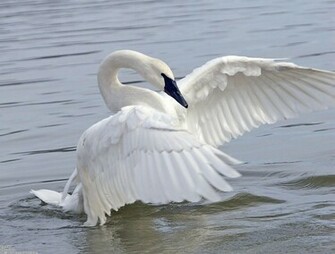 Swan Wallpaper