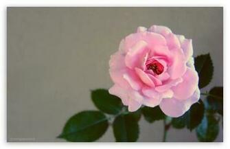 Vintage Rose HD Wallpaper For Wide Widescreen Whxga Wqxga