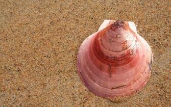Seashell Wallpaper