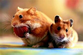 Cute Hamster Wallpaper