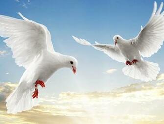Doves Image HD Wallpaper And Background Photos