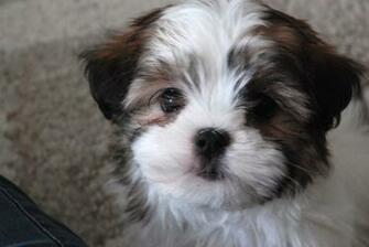 Cute Shih Tzu Photo Wallpaper