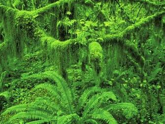 Rainforest Background