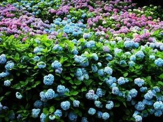 Beautiful Flower Garden Wallpaper