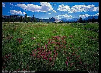 Summer Wildflowers Wallpaper And Lembert
