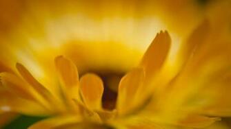 Ultra HD Wallpaper Macro Petals Flower Yellow 4k