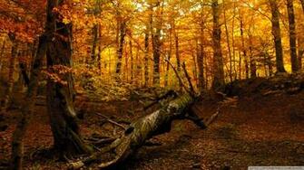 Autumn Forest 4k HD Desktop Wallpaper For Ultra Tv