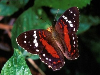 Red Butterfly Wallpaper