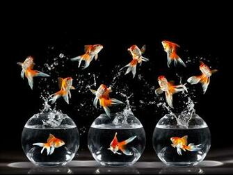 Cirque Du Soleil Goldfish Wallpaper