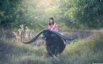 Girl Riding A Longhorn Buffalo 4k HD Desktop Wallpaper For