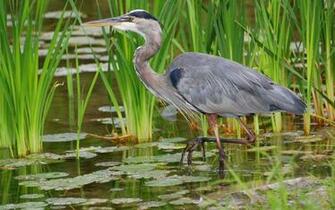 Wallpaper Great Blue Heron Bird