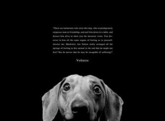 Best Image About Animal Quotes Jane