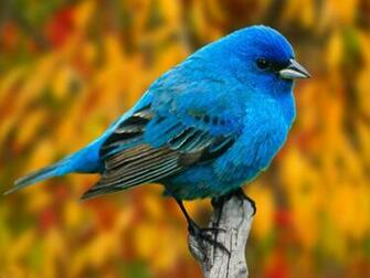 Beautiful Parrot Small Birds Color