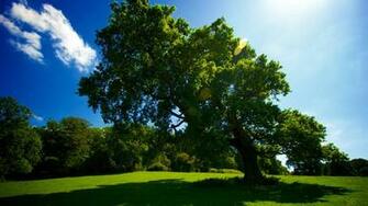 Tree Desktop Pc And Mac Wallpaper