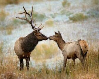 Displaying Image For Bull Elk Desktop Wallpaper