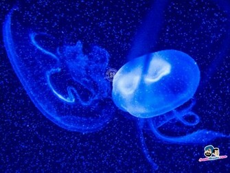Aquatic Wallpaper