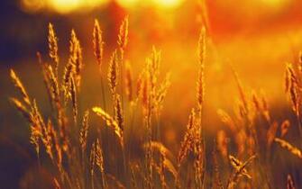 Sunshine Wallpaper HD Desktop 4k