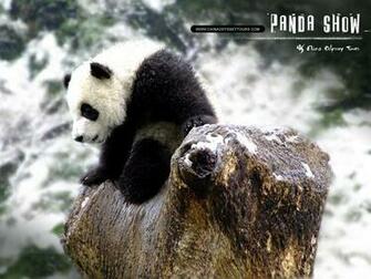Beautiful Wallpaper Panda Bear