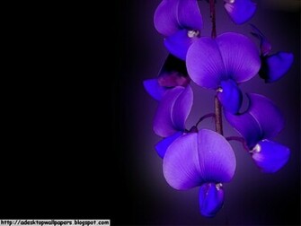 Orchid Flower Desktop Wallpaper Pc