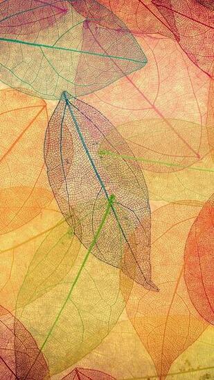 Fall iPhone HD Wallpaper Background