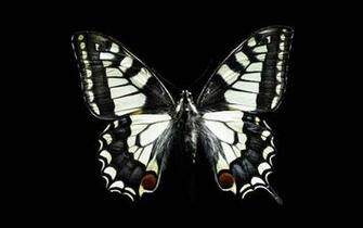 Funny Image Collection Pink Butterfly Black Glitter