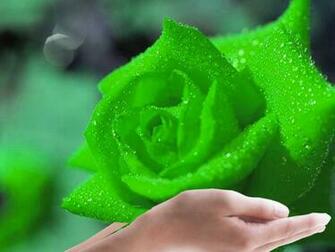 Rose Wallpaper Green HD