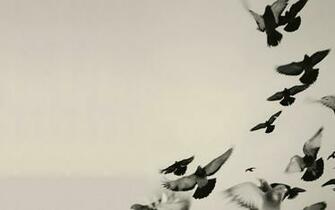 Bird Wallpaper Black And White Amazing
