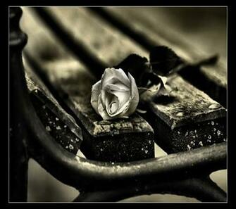 Zedge Net Wallpaper Rose On Park Bench