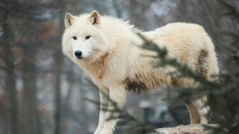 Wallpaper Arctic Wolf By Wolfkart
