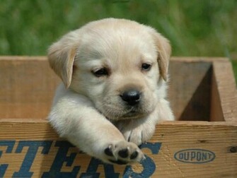 Cute Puppy Wallpaper For Your Computer Desktop