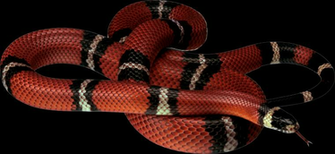 Snake Png Image Picture Snakes