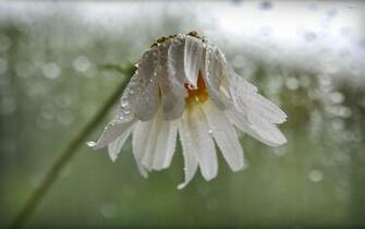 White Daisy With Water Drops Wallpaper Flower