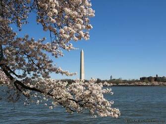 Kootation Cherry Blossom Festival In Washington Dc Html