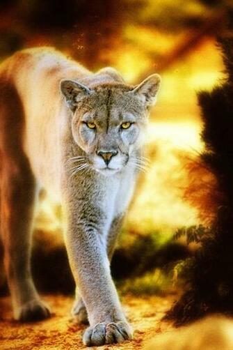 Best Image About Amazing Animals