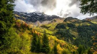Image Switzerland Interlaken Oberhasli Nature Spruce