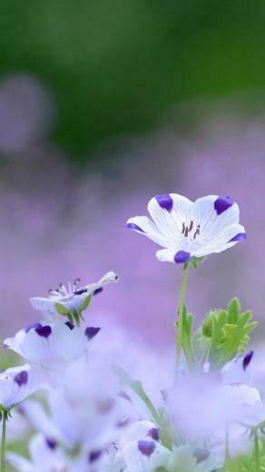 Flower iPhone Plus Wallpaper HD