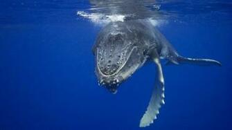 Animal Wallpaper With A Underwater Picture Of Big Whale HD