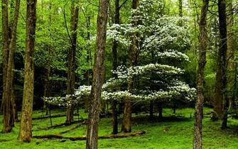 Beautiful Forest Wallpaper