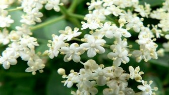 Your Wallpaper HD Flower
