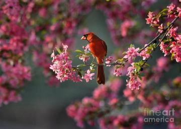 Desktop Image Of Morning In Spring Wallpaper