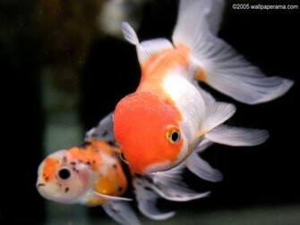 Gold Fish Wallpaper HD Background Image Pictures