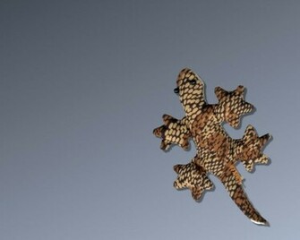 Gecko Wallpaper Walltor